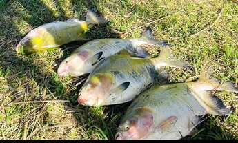 Imagem 5: Vendo sítio na estrada de novo airão, fica 130 km de Manaus
