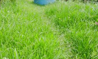 Imagem 7: Chácara 1.140m fácil acesso