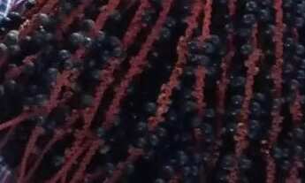 Imagem 6: Sitio com duas casas