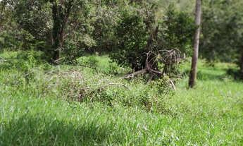Imagem: Fazenda de 150 Alqueires Campinaçu