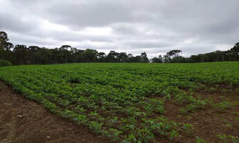 Imagem 4: Abre mais oito alqueires