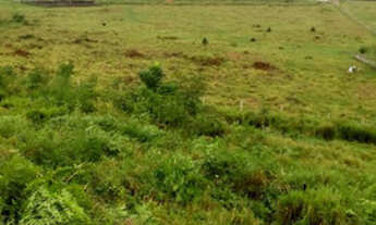 Imagem 6: FAZENDA SÃO FÉLIX XINGU - PA