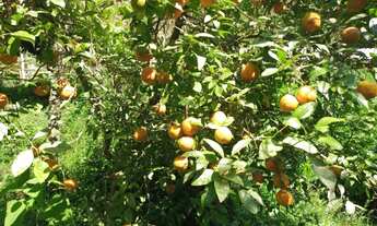Imagem 2: Ótima chácara na serra da mantiqueira em Virgínia no sul de MG