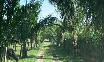 Imagem 6: Zona Rural, SITIO DE BELEZA RARA A 10 MINUTOS DO CENTRO