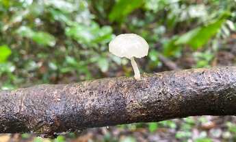 Imagem 5: 5 hectares cheio de frutas e nacsente própria 87 mil reais
