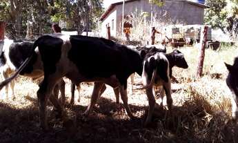 Imagem 3: Vendo sítio de 4 alqueirões próximo a Uberlândia