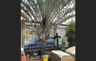 Imagem 4: Setor de Mansões IAPI Guará II !!! 750.000 !!!