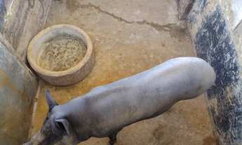 Imagem 6: Fazenda/Sítio/Chácara para venda com 9,9 hectares saída para o Prata!