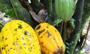 Imagem 2: 5 hectares cheio de frutas e nacsente própria 87 mil reais