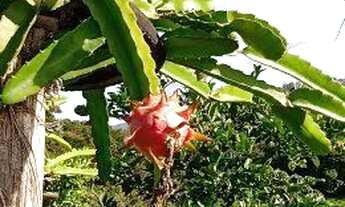 Imagem 3: Chácara vendo ou troco por casa em SJC