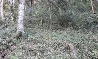 Imagem 2: Excelente terreno em Picada Café ,RS REF: 651