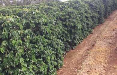 Imagem 7: Fazenda em araxa 1.100 hectares 34.000.000.00