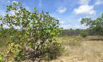 Imagem 4: Pechincha terreno p/ galpao ou gj a. Mineral