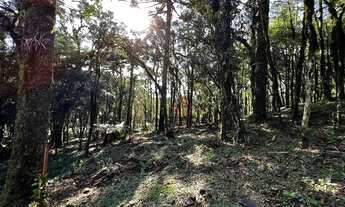 Imagem: Terreno no Residencial Pinheiro Grosso em