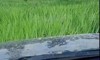 Imagem 2: FAZENDA À VENDA EM BARÃO DE MELGAÇO MT 2.100 HECTARES (PECUÁRIA