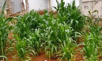 Imagem 2: Terreno Residencial em Mooca