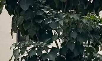 Imagem: Sobrado com 3 quartos sendo 1 suíte com