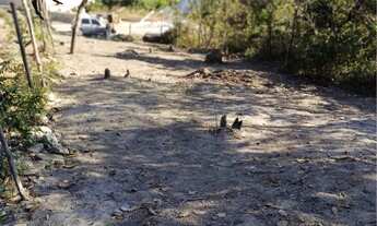 Imagem 3: Lote marmeleiro Terreno / lote com venda por R$70.000