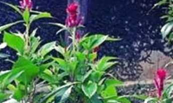 Imagem 2: Sítio na Br393, entrada de Paraíba do Sul RJ