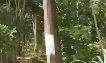 Imagem 5: CHÁCARA 6000 MT QUADRADO VENDO OU TROCO POR HILUX