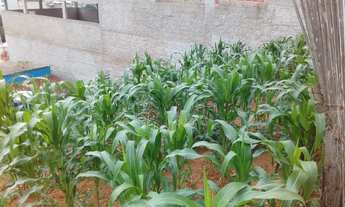 Imagem 3: LOTE COM CASA NOS FUNDOS - B. PAULINO FERNANDES UBA