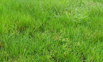 Imagem 4: FAZENDA SÃO FÉLIX XINGU - PA