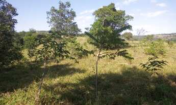 Imagem 2: Fazenda para venda com 37,5Alqueires em Cocalzinho de Goiás