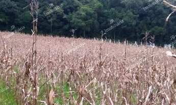 Imagem 2: Excelente Chácara Sem Benfeitorias