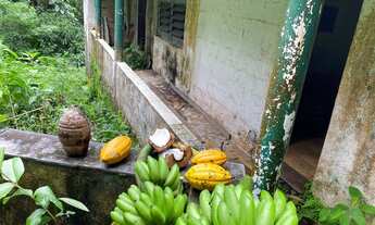 Imagem: 5 hectares cheio de frutas e nacsente própria