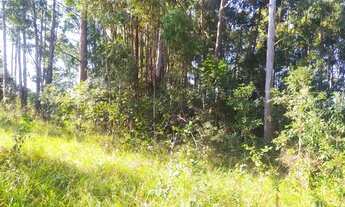 Imagem 7: Sitio em casia dos coqueiros 3,8 alqueires 500.000.00