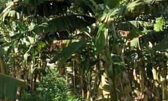 Imagem 3: Ótima Fazenda com 44 hectares na região de Touros