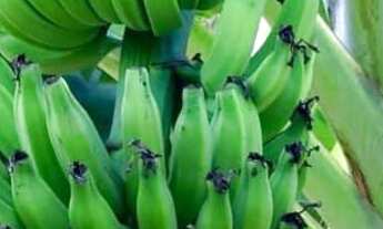 Imagem 6: Ótima Fazenda com 44 hectares na região de Touros