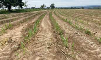 Imagem: Fazenda com cana e engenho