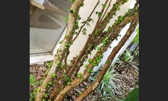 Imagem 7: Casa para Locação Jardim Guedala - Morumbi