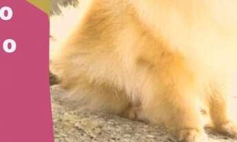 Imagem 4: LOTES DO APARECIDADA GARDEN COM PARCELAS A PARTIR DE 459,49 REAIS MENSAIS!