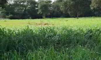 Imagem 4: FAZENDA À VENDA EM BARÃO DE MELGAÇO MT 2.100 HECTARES (PECUÁRIA