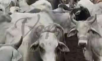 Imagem: Fazenda à Venda Porteira Fechada Januária/MG