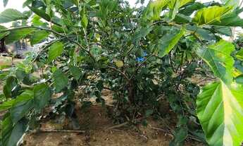 Imagem 6: Linda chácara escriturada