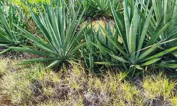 Imagem: FAZENDA 13 MIL HECTARES - ENGORDADEIRA