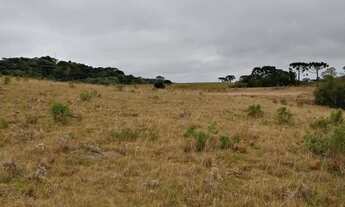 Imagem 4: 70 hectares de campo em São Francisco de Paula RS