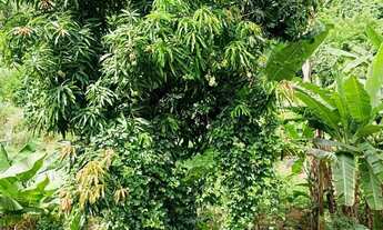 Imagem 3: Sitio em Minas, Nanuque-MG, tanques peixes, 3 casas, nascentes, ótimo pra granjas, parcelo