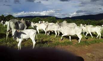Imagem: Fazenda Rosário Oeste