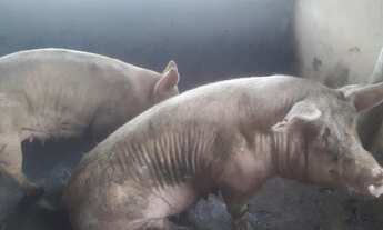 Imagem 5: Sitio Pequeno Mas Com Ótima Estrutura//,4,84 Hectares Irrigado