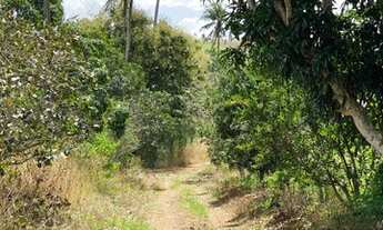Imagem 4: 8 hectare em Gloria do Goitá à 3.5 km do centro