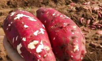 Imagem 5: Ótima Fazenda com 44 hectares na região de Touros