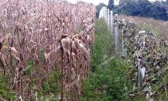 Imagem 5: Excelente Chácara Sem Benfeitorias