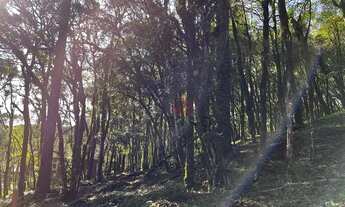 Imagem 4: Terreno no Residencial Pinheiro Grosso em Canela!