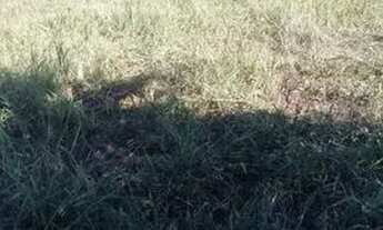 Imagem 4: Terra boa Chácara com venda por R$800.000