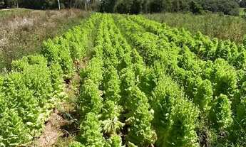 Imagem 4: Terreno em Ibiúna-SP