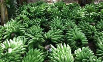 Imagem 4: Ótima Fazenda com 44 hectares na região de Touros